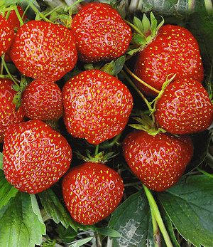 Shopmeeko Riesen-Klettererdbeere & amp; Seltene Farbe Strawberry Fruit Pflanzen Heim Garten DIY fÃ¼r Bonsai 1000 StÃ¼ck 5 