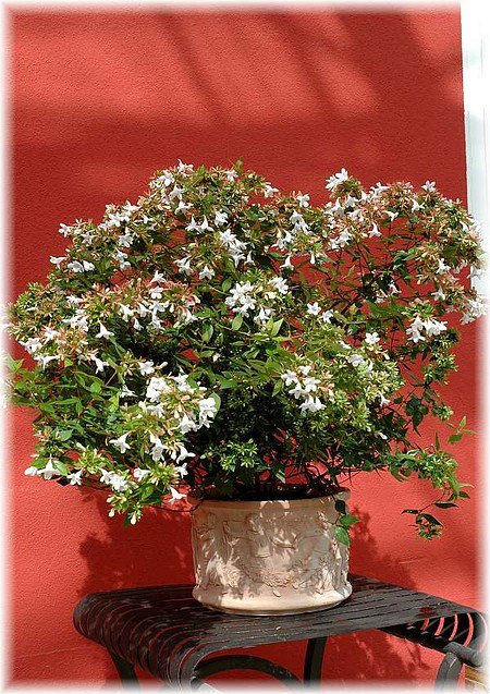 Abelie Abelia x grandiflora