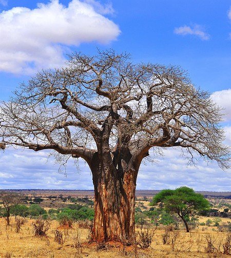 Affenbrotbaum (Giant Baobab)i - Adansonia grandidier