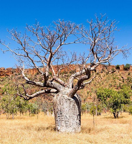 Affenbrotbaum (kleiner Baobab) - Adansonia rubrostipa