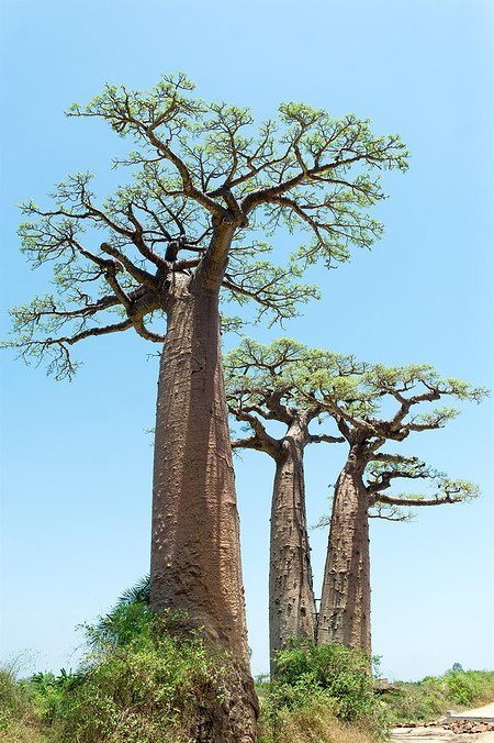 Afrikanische Affenbrotbaum (Baobab) - Adansonia digitata