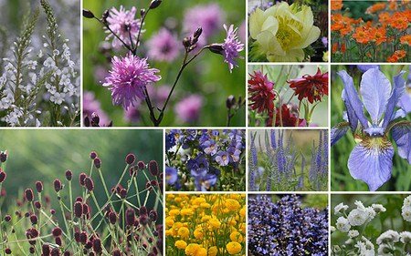 AllgäuStauden 12er-Kollektion Poetische Blumenwiese f. gute, frische Gartenböden