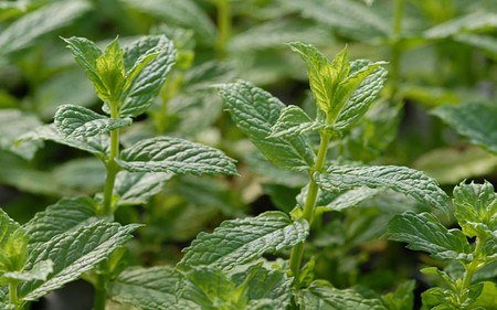 AllgäuStauden Arabische Tee-Minze Mentha spicata var. crispa 'Marokko'