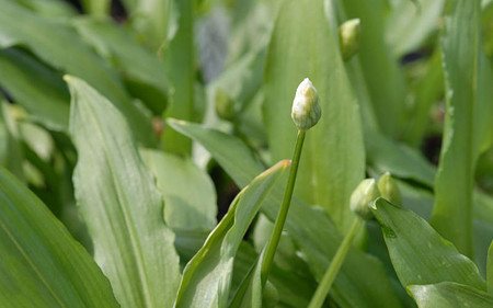 AllgäuStauden Bär-Lauch Allium ursinum