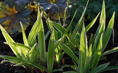 AllgäuStauden Breitblatt-Segge Carex siderosticta 'Variegata'