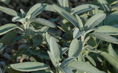 AllgäuStauden Dalmatinischer Gewürz-Salbei Salvia officinalis 'Major'