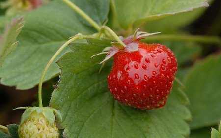 AllgäuStauden Dauertragende Erdbeere Fragaria x vescana 'Parfum® Fraisibelle®'