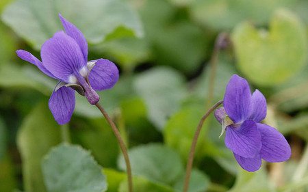 AllgäuStauden Duft-Veilchen Viola odorata 'Königin Charlotte'