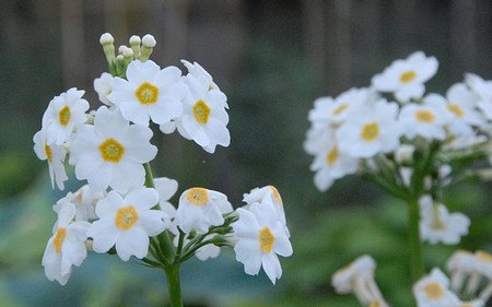 AllgäuStauden Etagen-Primel Primula japonica'Alba'