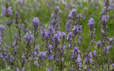 AllgäuStauden Garten-Lavendel Lavandula angustifolia 'Dwarf Blue'