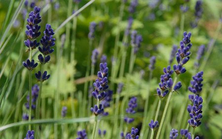 AllgäuStauden Garten-Lavendel Lavandula angustifolia 'Hidcote Blue'