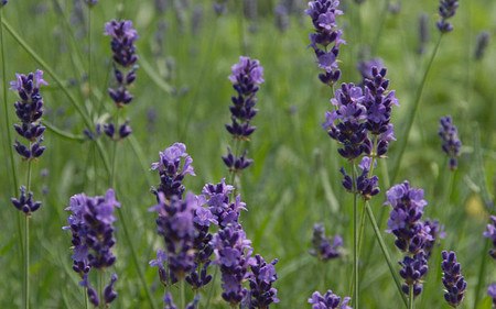 AllgäuStauden Garten-Lavendel Lavandula angustifolia 'Imperial Gem'