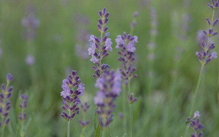 AllgäuStauden Garten-Lavendel Lavandula angustifolia 'Lumiére des Alpes'