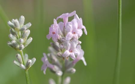 AllgäuStauden Garten-Lavendel Lavandula angustifolia 'Miss Katherine'