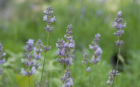 AllgäuStauden Garten-Lavendel Lavandula angustifolia 'Munstead'