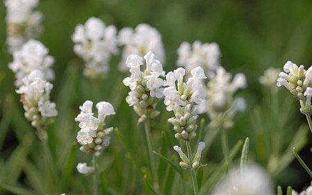 AllgäuStauden Garten-Lavendel Lavandula angustifolia 'Nana Alba'