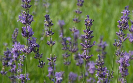 AllgäuStauden Garten-Lavendel Lavandula angustifolia 'Siesta'