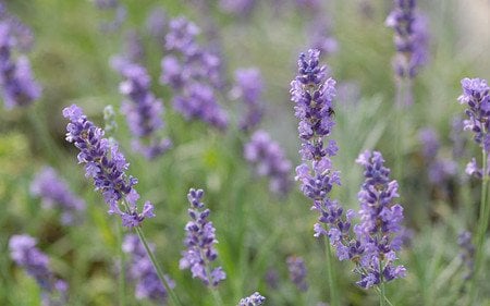 AllgäuStauden Garten-Lavendel Lavandula angustifolia 'Silver Blue'