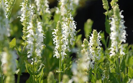 AllgäuStauden Garten-Salbei Salvia nemorosa 'Schneehügel'