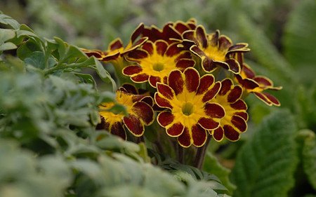 AllgäuStauden Gesäumte Primel Primula Elatior-Hybr. 'Victorian Laced Primroses'