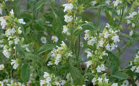 AllgäuStauden Gewürz-Salbei Salvia officinalis 'Albiflorus'