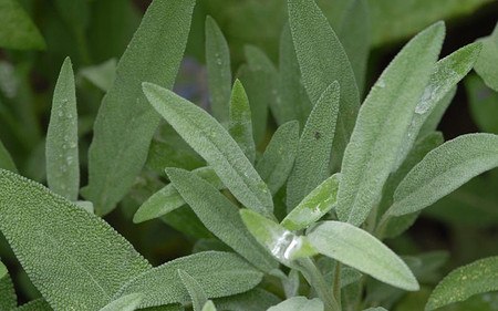 AllgäuStauden Gewürz-Salbei Salvia officinalis 'Krk'