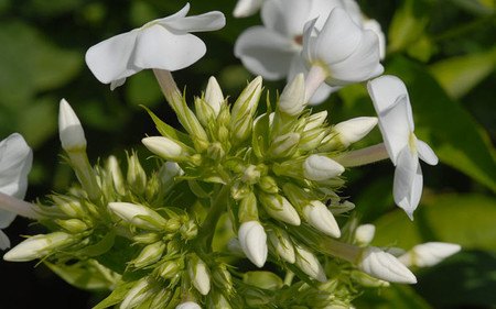 AllgäuStauden Großblatt-Phlox Phlox amplifolia 'David'