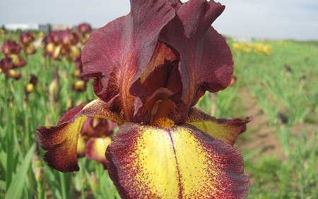 AllgäuStauden Hohe Bart-Iris Iris barbata-elatior 'Provencal'
