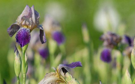 AllgäuStauden Holunder-Schwertlilie Iris sambucina