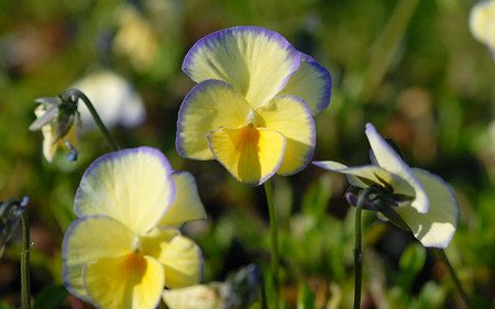 AllgäuStauden Horn-Veilchen Viola cornuta 'Etain'