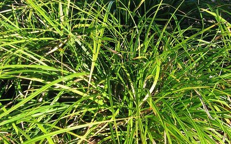 AllgäuStauden Japan-Segge Carex morrowii
