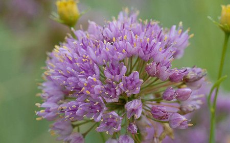 AllgäuStauden Kugel-Lauch Allium Hybride 'Pink Planet'