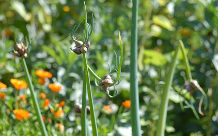 AllgäuStauden Luftzwiebel Allium cepa var. viviparum