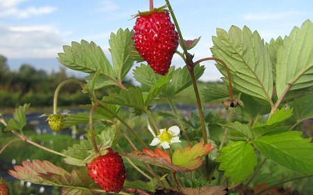 AllgäuStauden Monats-Erdbeere Fragaria vescavar. semperfl. 'Alexandria'