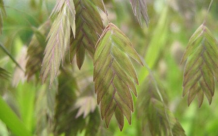 AllgäuStauden Plattährengras Chasmanthium latifolium