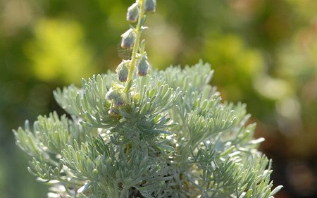 AllgäuStauden Polster-Silberraute Artemisia schmidtiana 'Nana'
