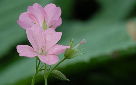 AllgäuStauden Pyrenäen-Storchschnabel Geranium x oxonianum 'Wargrave Pink'
