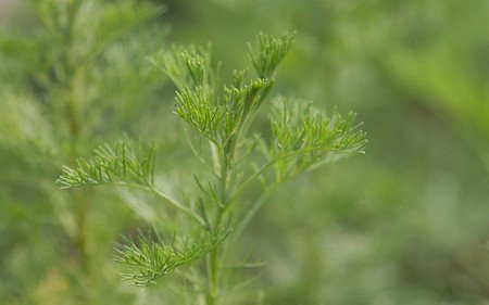 AllgäuStauden Spezi-Pflanze Artemisia procera