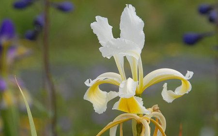 AllgäuStauden Steppen-Schwertlilie Iris orientalis 'Frigia'