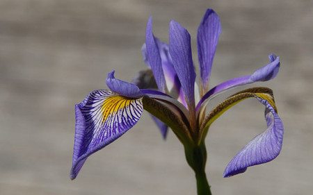 AllgäuStauden Sumpf-Schwertlilie Iris Versicolor-Hybride 'Gerald Darby'