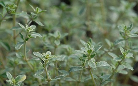 AllgäuStauden Weißbunter Gewürz-Thymian Thymus vulgaris 'Silverposie'