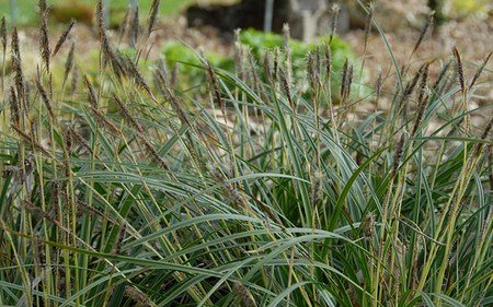 AllgäuStauden Weißrand-Japan-Segge Carex morrowii 'Variegata'