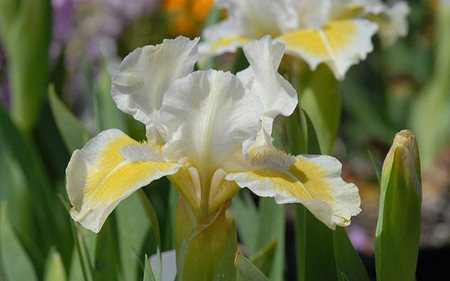 AllgäuStauden Zwerg-Bart-Iris Iris barbata-nana 'Captive Sun'