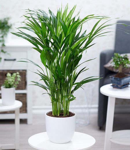 Areca Palme im 17 cm Topf,1 Pflanze