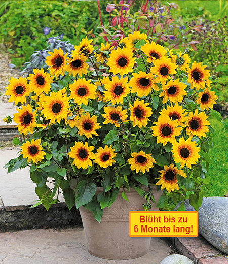 Balkon-Sonnenblume SunBelievable®, 1 Pflanze