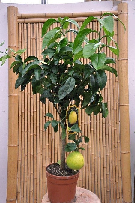 Bergamotte (Pomeranze) - Citrus bergamia