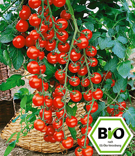 BIO-Cherrytomate 'Pepe' F1,2 Pflanzen BIO-Tomatenpflanze