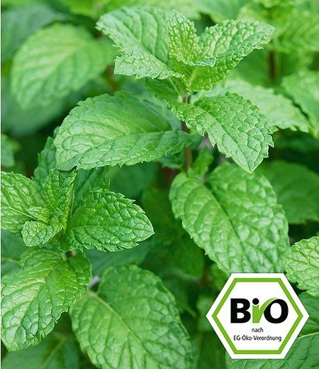 BIO-Erdbeer-Minze 1 Pflanze Mentha
