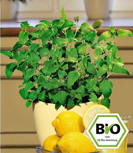 BIO-Limonaden-Minze 1 PflanzeAgastache mexicana