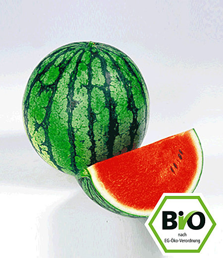 BIO-Melone 'Ingrid' F1,2 Pflanzen Wassermelone BIO Melonenpflanze